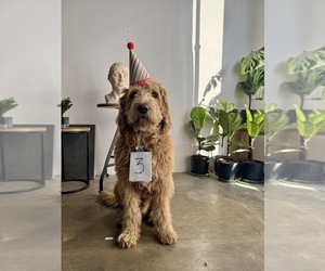 Father of the Bernedoodle puppies born on 10/22/2025