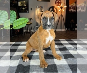 Boxer Puppy for sale in GREENWOOD, IN, USA