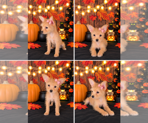 Chorkie Puppy for sale in MORENO VALLEY, CA, USA