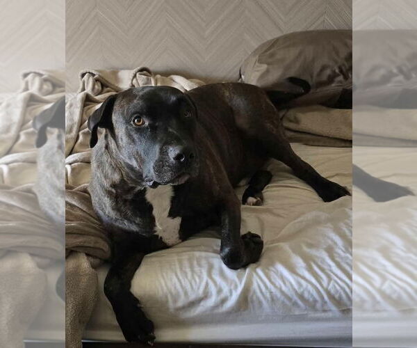 Medium Photo #3 Mutt Puppy For Sale in Rochester, NY, USA