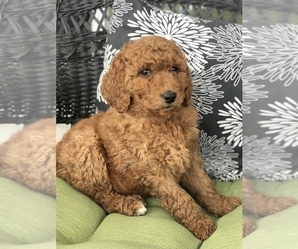 Medium Photo #3 Goldendoodle Puppy For Sale in BOWLING GREEN, KY, USA