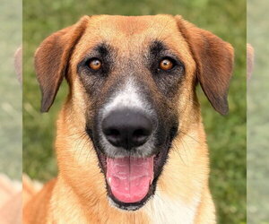 Mutt Dogs for adoption in Jefferson, WI, USA