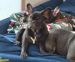 Small French Bulldog