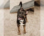 Small #8 American Pit Bull Terrier-German Shepherd Dog Mix