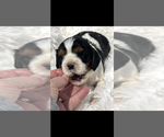 Small #4 Cavalier King Charles Spaniel