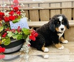 Puppy Balto Bernese Mountain Dog