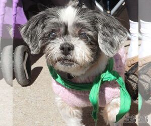 Shih Tzu-Unknown Mix Dogs for adoption in Washington, DC, USA