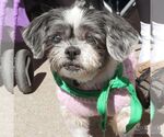 Lucero - Female Shih Tzu-Unknown Mix Dog for Adoption - Small photo