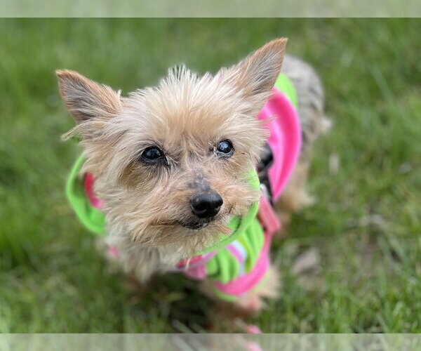 Medium Photo #3 Mutt Puppy For Sale in Allentown,, PA, USA