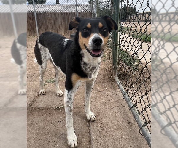 Medium Photo #4 Rat Terrier-Unknown Mix Puppy For Sale in phoenix, AZ, USA