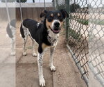 Small #3 Rat Terrier Mix