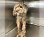 Small Poodle (Miniature)