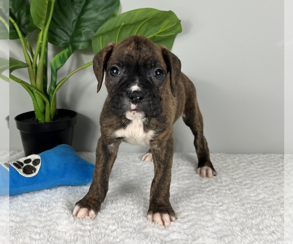 Medium Photo #6 Boxer Puppy For Sale in FRANKLIN, IN, USA