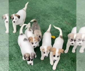 Anatolian Shepherd-Great Pyrenees Mix Puppy for sale in CHATTAROY, WA, USA