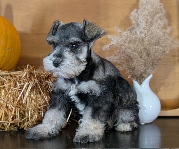 Medium Photo #11 Schnauzer (Miniature) Puppy For Sale in GOSHEN, IN, USA