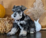 Small #10 Schnauzer (Miniature)