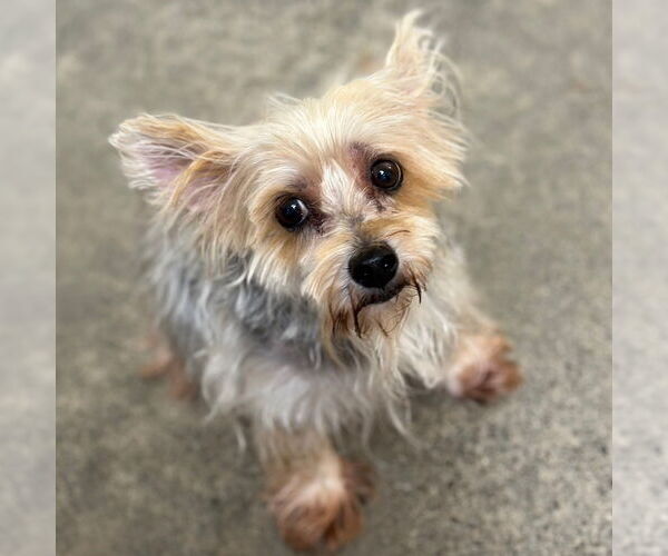Medium Photo #1 Mutt Puppy For Sale in Rohnert Park, CA, USA