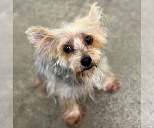 Mutt Dogs for adoption in Rohnert Park, CA, USA