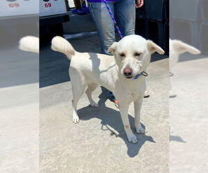 Labrador Retriever-Unknown Mix Dogs for adoption in Conroe, TX, USA