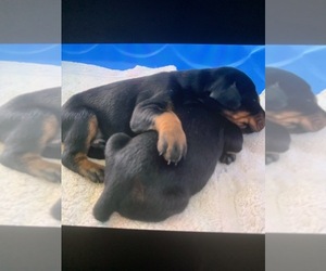 Doberman Pinscher Puppy for sale in MORRISTON, FL, USA