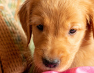 Small Photo #3 Golden Retriever Puppy For Sale in EX SPGS, MO, USA