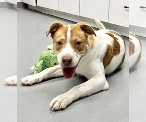American Staffordshire Terrier-Beagle Mix Dogs for adoption in Pittsburgh, PA, USA