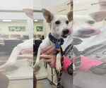 Small #4 Italian Greyhound Mix