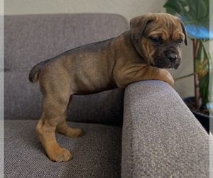Cane Corso Puppy for sale in TURLOCK, CA, USA