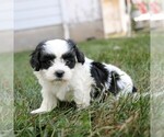 Small #2 Zuchon