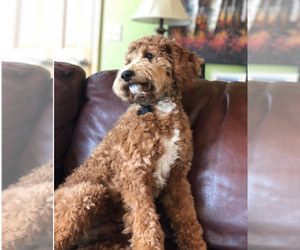 Father of the Bernedoodle puppies born on 07/16/2026