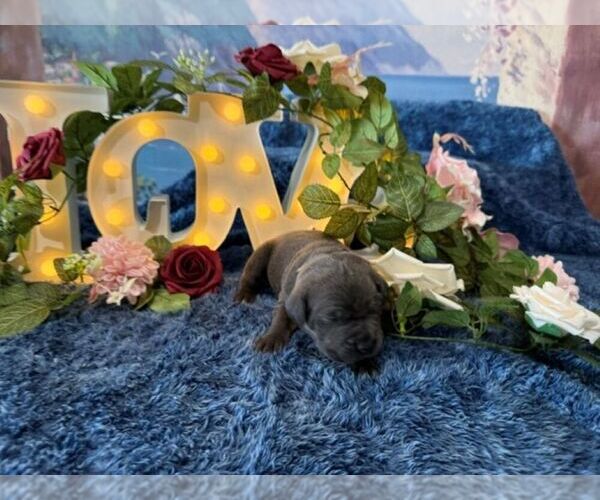 Medium Photo #3 Cane Corso Puppy For Sale in OOLOGAH, OK, USA