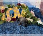 Small #2 Cane Corso
