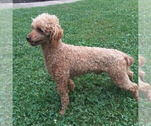 Father of the Irish Setter-Poodle (Miniature) Mix puppies born on 09/26/2020