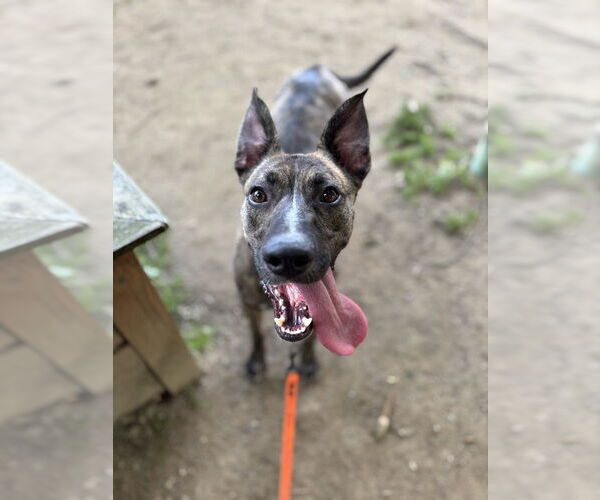 Medium Photo #28 Labrador Retriever-Mountain Cur Mix Puppy For Sale in Brewster, NY, USA