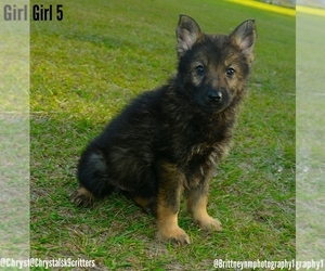 German Shepherd Dog-Siberian Husky Mix Puppy for sale in MULBERRY, FL, USA