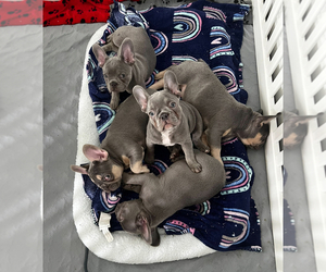 French Bulldog Puppy for sale in W MIFFLIN/PLEASANT HILLS, PA, USA