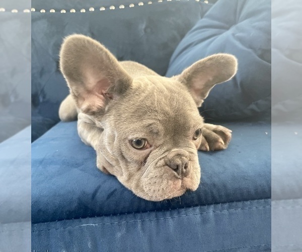 Medium Photo #12 French Bulldog Puppy For Sale in TALLAHASSEE, FL, USA