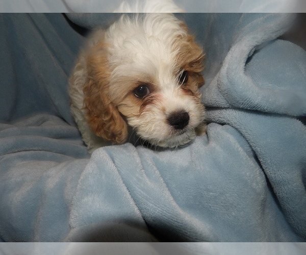 Medium Photo #1 Cavachon Puppy For Sale in PATERSON, NJ, USA