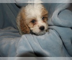 Small Photo #1 Cavachon Puppy For Sale in PATERSON, NJ, USA