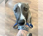 Small #2 American Pit Bull Terrier Mix