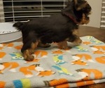 Small Photo #8 Yorkshire Terrier Puppy For Sale in LEXINGTON, GA, USA
