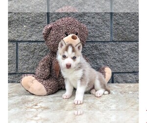 Siberian Husky Puppy for sale in CLEVELAND, NC, USA