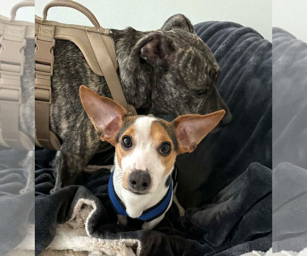 Medium Photo #1 Cheagle Puppy For Sale in Arlington, WA, USA