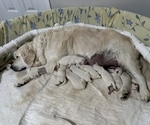 Small #14 English Cream Golden Retriever