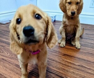 Golden Retriever Puppy for sale in ARVADA, CO, USA