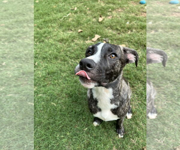 Medium Photo #14 American Staffordshire Terrier-German Shepherd Dog Mix Puppy For Sale in McDonough, GA, USA