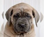 Small #4 Cane Corso