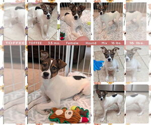 Mutt Dogs for adoption in Mesa, AZ, USA