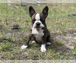 Small #7 French Bulldog