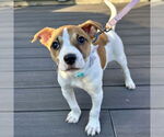 Small #2 Feist Terrier-Jack Russell Terrier Mix